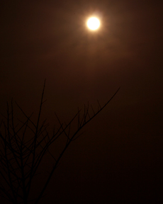 Anand Clicks (Nature Photography)